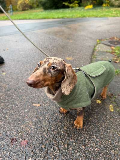 Hundetreffen-Dackeltreffen🌭-Bild