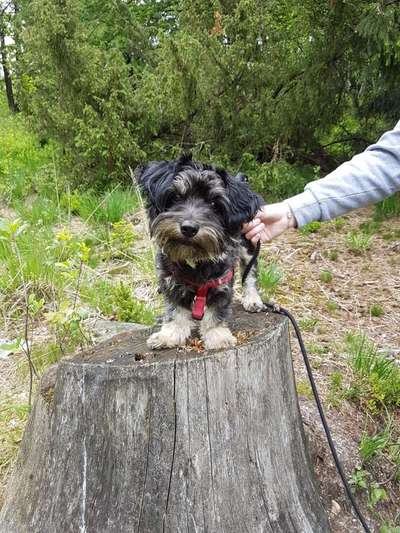 Welpen Bilder !-Beitrag-Bild