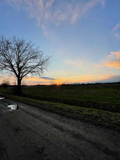 Hundeauslaufgebiet-Siedlung Baum-Bild