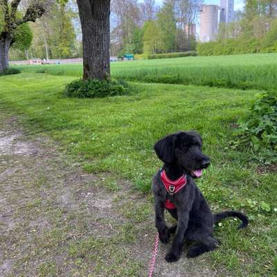 Hundetreffen-Spielfreunde & Gassi-Bild