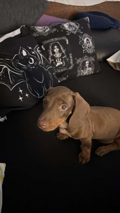 Welpe kommt nicht zur Ruhe und hört nicht auf Abbruchkommando-Beitrag-Bild