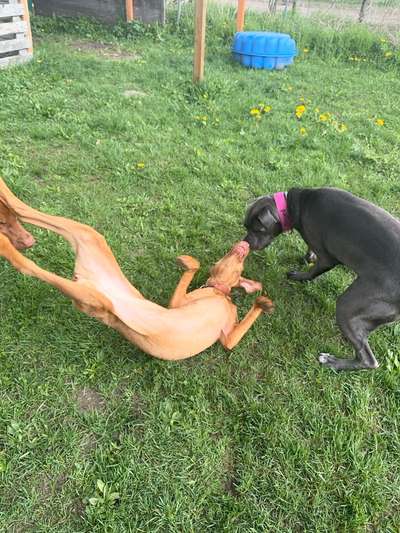 Hundetreffen-Üben und Spielen-Bild