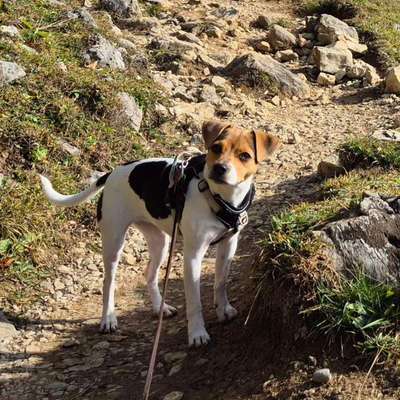 Dansky (Dansk-Svensk Gårdshund)-Beitrag-Bild