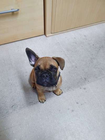 Zeigt her eure Frenchi-Beitrag-Bild