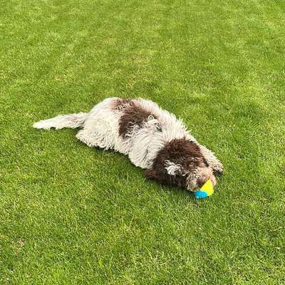 Hundetreffen-Junghunde Spieletreff-Bild