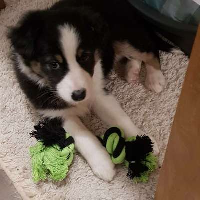 Welpen Bilder !-Beitrag-Bild