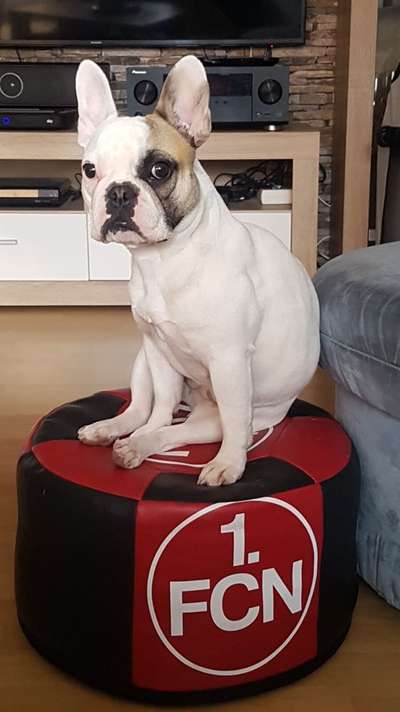 Zeigt her eure Frenchi-Beitrag-Bild