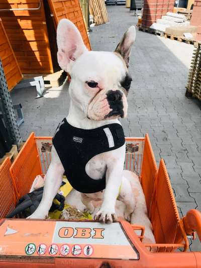 Zeigt her eure Frenchi-Beitrag-Bild