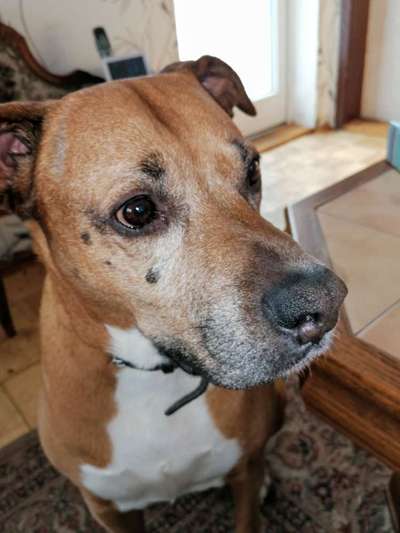 Rhodesian Ridgeback-Beitrag-Bild