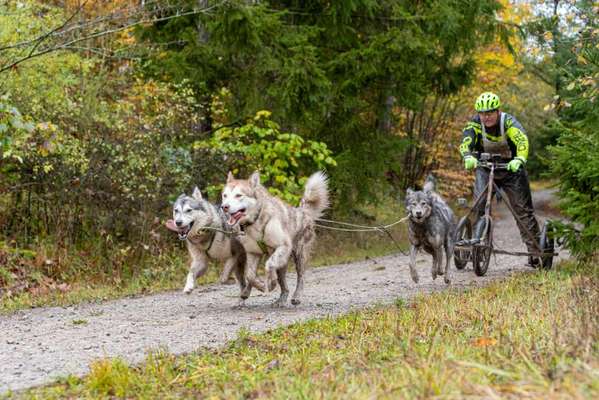 Hundetreffen-Zughundesport-Bild