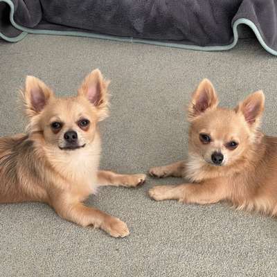 Hundetreffen-Gassi und Spiel mit den Jungs 🐾