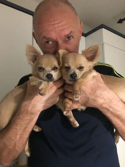 Wo sind die Chihuahua Besitzer ?-Beitrag-Bild