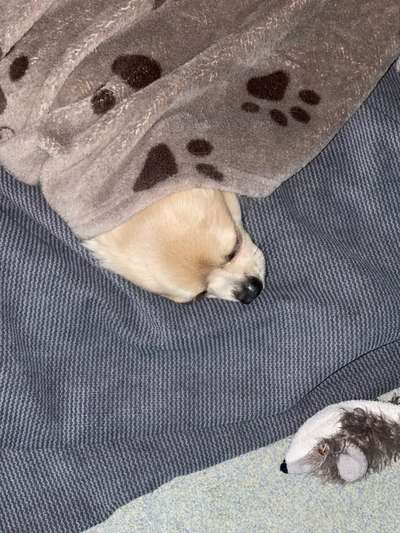 4. Lustiger Schlafplatz-Beitrag-Bild