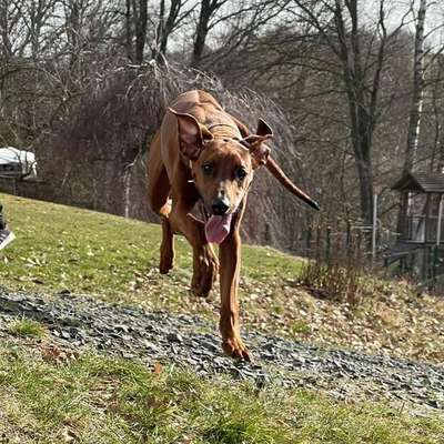 Hundetreffen-Schluchsee dogwalk-Profilbild
