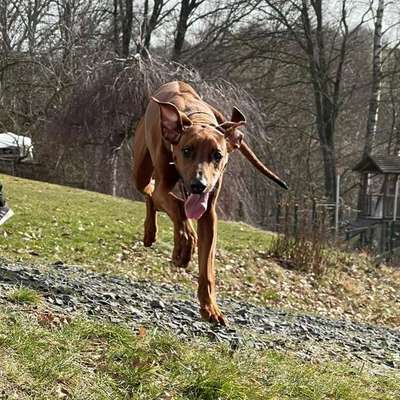 Hundetreffen-Schluchsee dogwalk