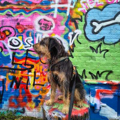 Giftköder-Hundetraining: Großstadt-Held-Bild
