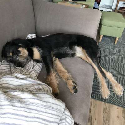 %{de_profession_title}-Hundetraining: Einsamer Wolf-Bild