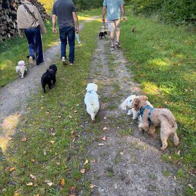 Hundetreffen-Hundetreffen für unter 12kg in Bad Oldesloe-Bild