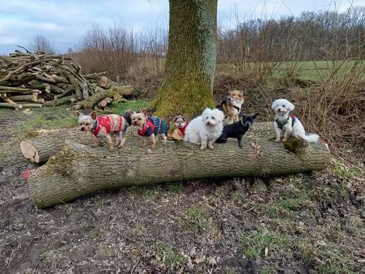 Hundetreffen-Kleine Hunde-Treff Wüstenei-Bild