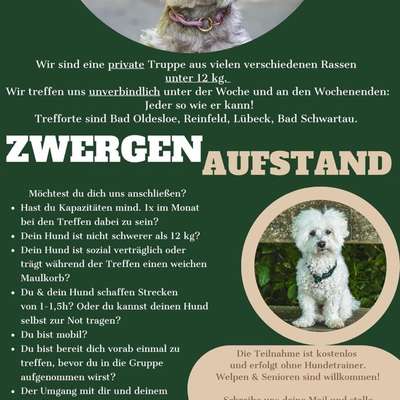 Hundetreffen-Treffen für kleine Hunde unter 12kg-Bild