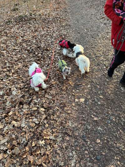 Hundetreffen-Gemeinsame Spaziergänge u12kg-Bild