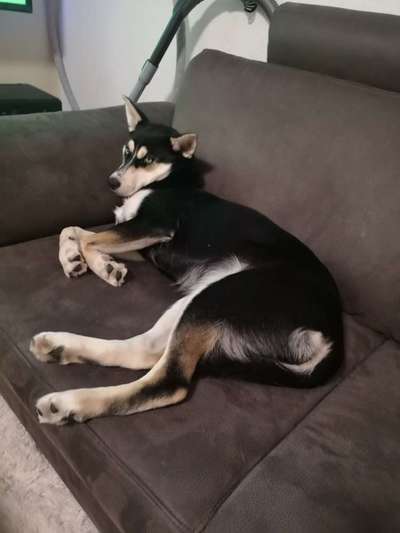 Mischlinge raten - Rätselspaß-Beitrag-Bild