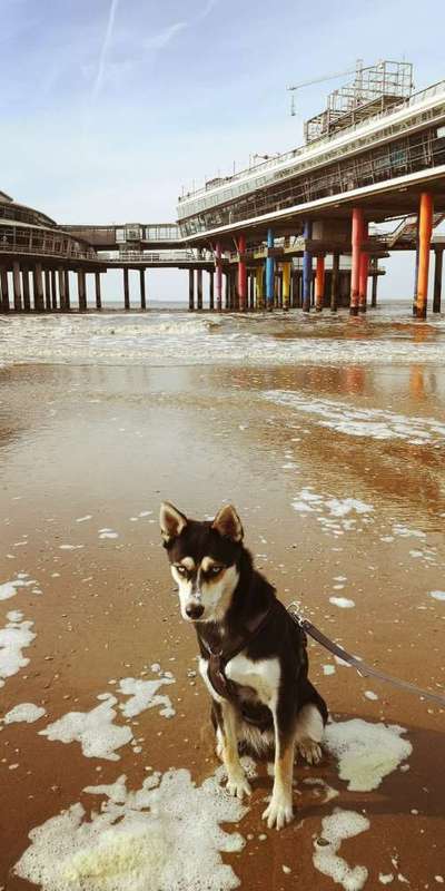 Mischlinge raten - Rätselspaß-Beitrag-Bild