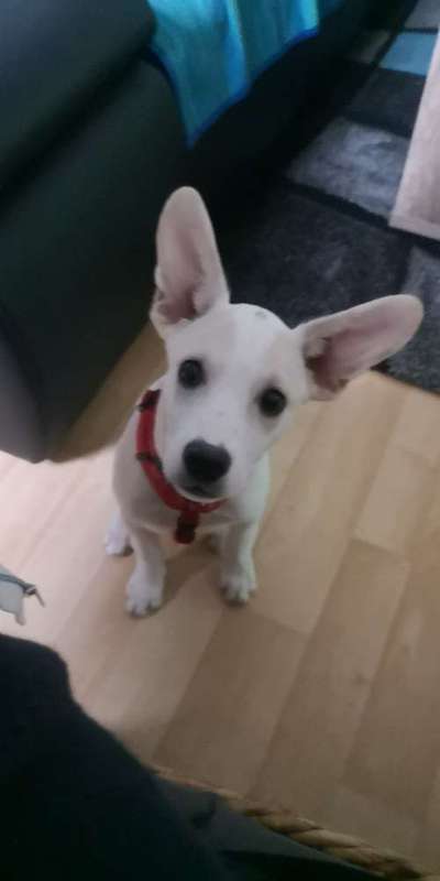 Welpen Bilder !-Beitrag-Bild