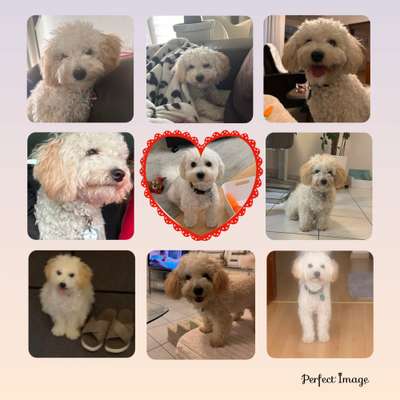 Maltipoo Freunde-Beitrag-Bild