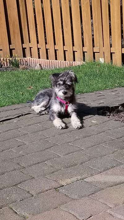 Auslandstierschutz-Beitrag-Bild