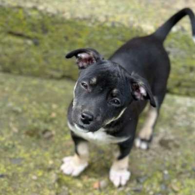 Hundetreffen-Gemeinsam Gassigehen