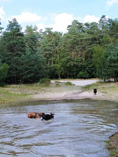 Rhodesian Ridgeback-Beitrag-Bild