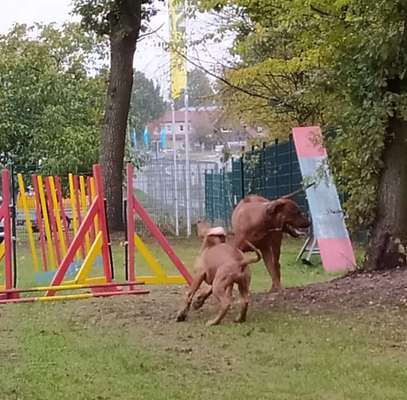 Rhodesian Ridgeback-Beitrag-Bild