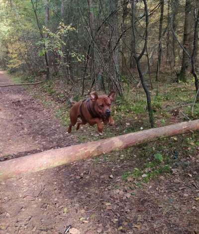 Rhodesian Ridgeback-Beitrag-Bild