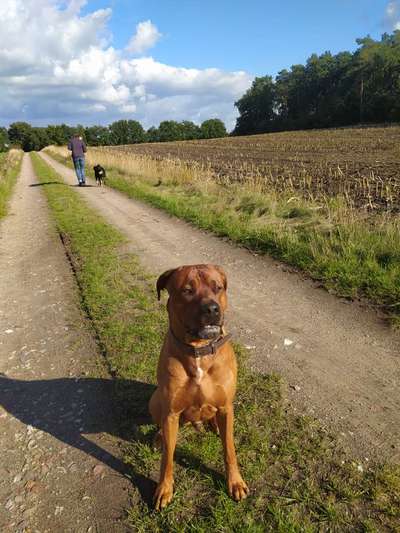 Rhodesian Ridgeback-Beitrag-Bild