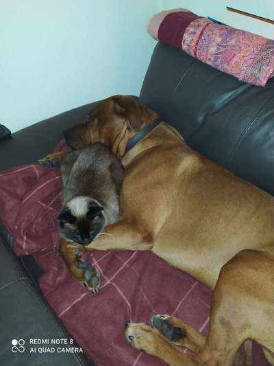 Rhodesian Ridgeback-Beitrag-Bild