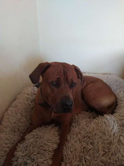 Rhodesian Ridgeback-Beitrag-Bild