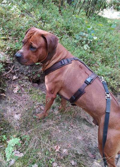 Rhodesian Ridgeback-Beitrag-Bild