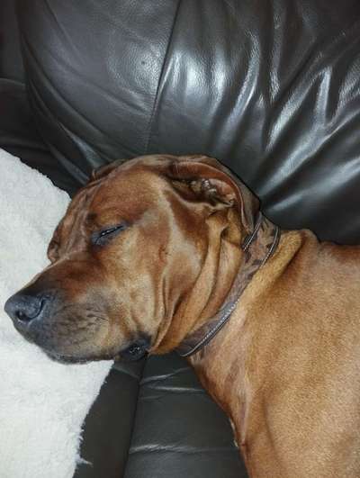 Rhodesian Ridgeback-Beitrag-Bild