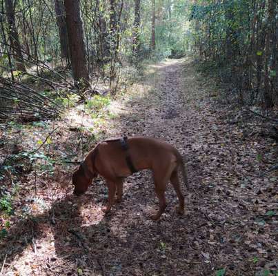 Rhodesian Ridgeback-Beitrag-Bild