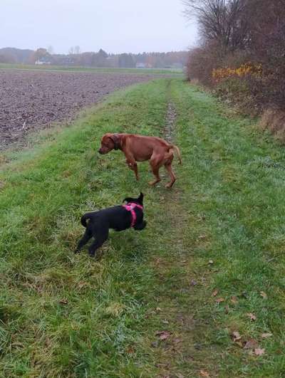 Rhodesian Ridgeback-Beitrag-Bild