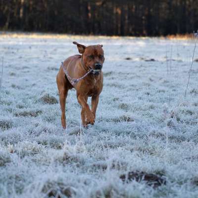 Rhodesian Ridgeback-Beitrag-Bild