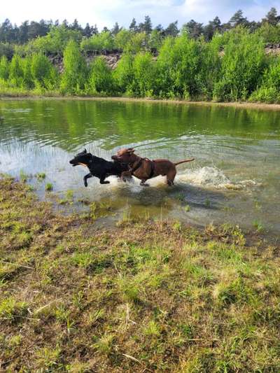 Rhodesian Ridgeback-Beitrag-Bild