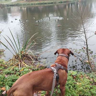 Rhodesian Ridgeback-Beitrag-Bild