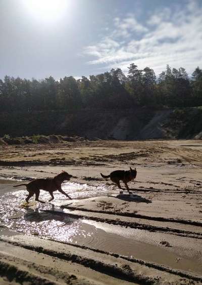 Rhodesian Ridgeback-Beitrag-Bild