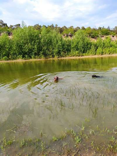 Rhodesian Ridgeback-Beitrag-Bild