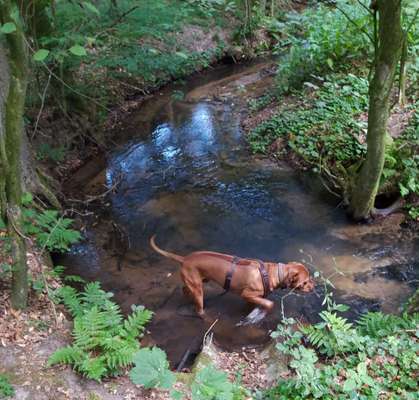 Rhodesian Ridgeback-Beitrag-Bild