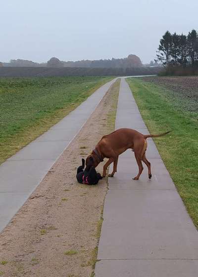 Rhodesian Ridgeback-Beitrag-Bild