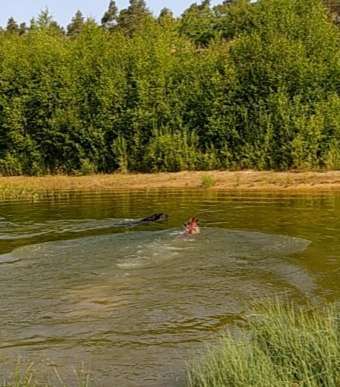 Rhodesian Ridgeback-Beitrag-Bild