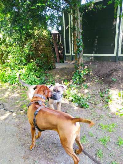 Rhodesian Ridgeback-Beitrag-Bild